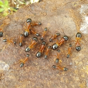 Camponotus consobrinus at Holt, ACT - 24 Oct 2020