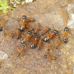 Camponotus consobrinus at Holt, ACT - 24 Oct 2020