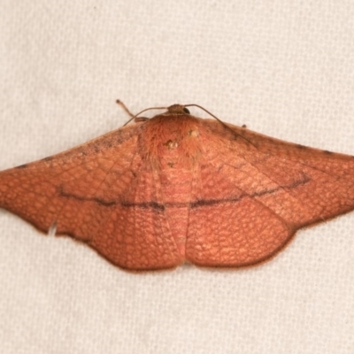 Aglaopus pyrrhata (Leaf Moth) at Melba, ACT - 20 Oct 2020 by kasiaaus