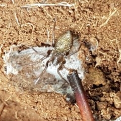 Clubiona sp. (genus) at Woodstock Nature Reserve - 24 Oct 2020 by trevorpreston