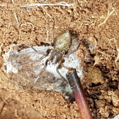 Clubiona sp. (genus) at Strathnairn, ACT - 24 Oct 2020 by trevorpreston