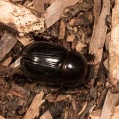 Heteronychus arator (African black beetle) at Melba, ACT - 20 Oct 2020 by kasiaaus