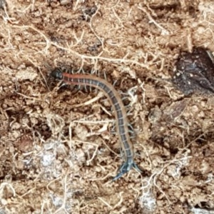 Scolopendra laeta at Holt, ACT - 24 Oct 2020
