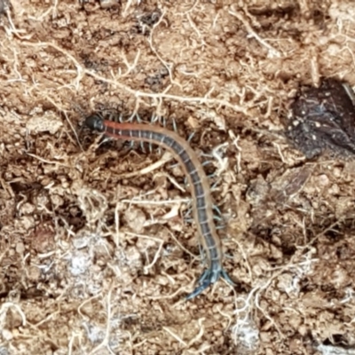 Scolopendra laeta (Giant Centipede) at Holt, ACT - 24 Oct 2020 by tpreston