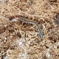 Scolopendra laeta at Holt, ACT - 24 Oct 2020