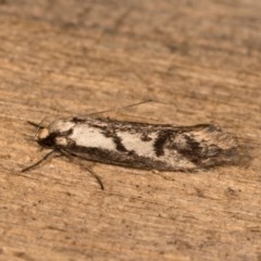 Eusemocosma pruinosa (Philobota Group Concealer Moth) at Melba, ACT - 20 Oct 2020 by kasiaaus