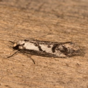 Eusemocosma pruinosa at Melba, ACT - 20 Oct 2020