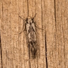 Eusemocosma pruinosa at Melba, ACT - 20 Oct 2020