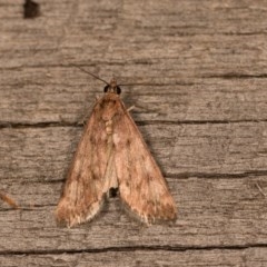 Achyra affinitalis (Cotton Web Spinner) at Melba, ACT - 20 Oct 2020 by kasiaaus