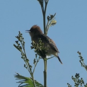 Cisticola exilis at Molonglo River Reserve - 23 Oct 2020