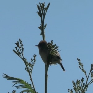 Cisticola exilis at Molonglo River Reserve - 23 Oct 2020