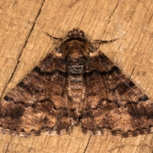 Cryphaea xylina at Melba, ACT - 20 Oct 2020