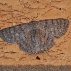 Crypsiphona ocultaria (Red-lined Looper Moth) at Wanniassa, ACT - 18 Oct 2020 by JohnBundock