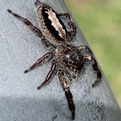 Sandalodes superbus (Ludicra Jumping Spider) at Black Range, NSW - 24 Oct 2020 by StephH