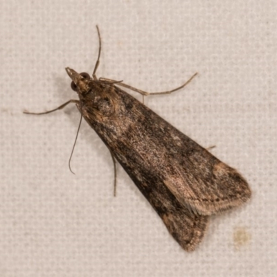 Achyra affinitalis (Cotton Web Spinner, Pyraustinae) at Melba, ACT - 20 Oct 2020 by kasiaaus