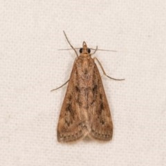 Achyra affinitalis (Cotton Web Spinner, Pyraustinae) at Melba, ACT - 20 Oct 2020 by kasiaaus