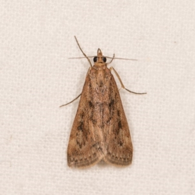 Achyra affinitalis (Cotton Web Spinner, Pyraustinae) at Melba, ACT - 20 Oct 2020 by kasiaaus