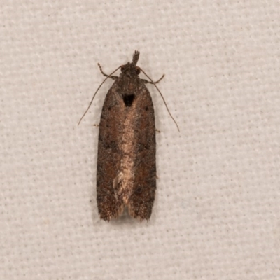 Rupicolana orthias (A tortrix or leafroller moth) at Melba, ACT - 20 Oct 2020 by kasiaaus