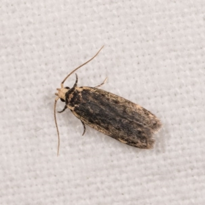 Hoplostega ochroma (a Eulechria Group moth) at Melba, ACT - 20 Oct 2020 by kasiaaus