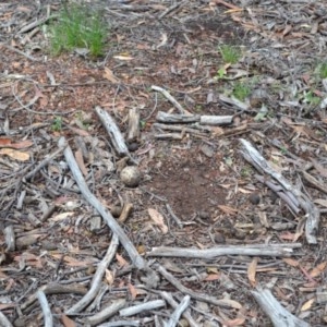 Burhinus grallarius at Forde, ACT - 18 Oct 2020