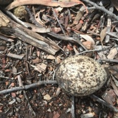 Burhinus grallarius at Forde, ACT - 18 Oct 2020