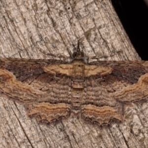 Chloroclystis filata at Melba, ACT - 20 Oct 2020