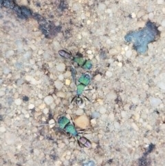 Rhytidoponera metallica (Greenhead ant) at Woodstock Nature Reserve - 24 Oct 2020 by tpreston