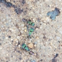 Rhytidoponera metallica (Greenhead ant) at Holt, ACT - 24 Oct 2020 by trevorpreston