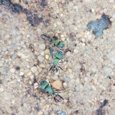 Rhytidoponera metallica (Greenhead ant) at Woodstock Nature Reserve - 24 Oct 2020 by tpreston