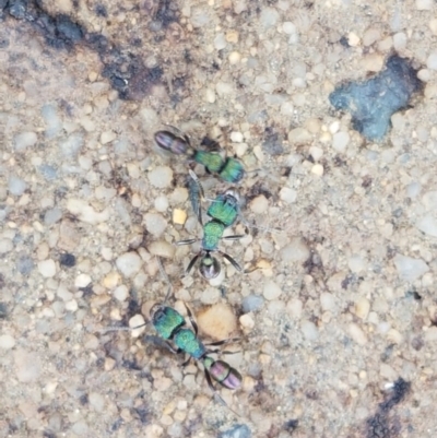 Rhytidoponera metallica (Greenhead ant) at Holt, ACT - 24 Oct 2020 by tpreston