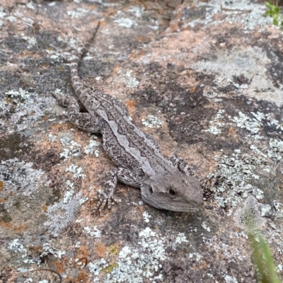 Amphibolurus muricatus (Jacky Lizard) at Mount Taylor - 23 Oct 2020 by Shazw