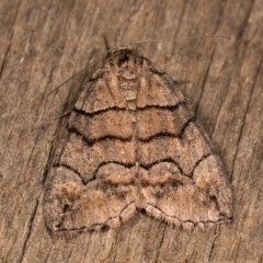 Dysbatus undescribed species (A Line-moth) at Melba, ACT - 20 Oct 2020 by kasiaaus