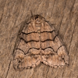 Dysbatus undescribed species at Melba, ACT - 20 Oct 2020