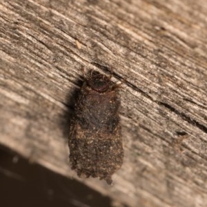 Cadmus sp. (genus) at Melba, ACT - 20 Oct 2020