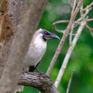 Philemon corniculatus at Albury, NSW - 24 Oct 2020