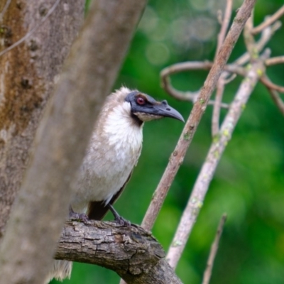 Philemon corniculatus (Noisy Friarbird) at Albury - 24 Oct 2020 by GeoffHudson