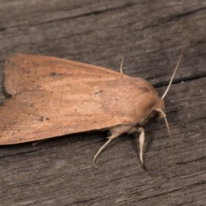 Mythimna (Pseudaletia) convecta at Melba, ACT - 20 Oct 2020