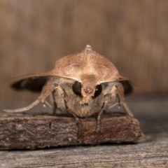 Mythimna (Pseudaletia) convecta at Melba, ACT - 20 Oct 2020