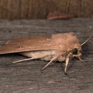 Mythimna (Pseudaletia) convecta at Melba, ACT - 20 Oct 2020