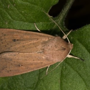 Mythimna (Pseudaletia) convecta at Melba, ACT - 20 Oct 2020