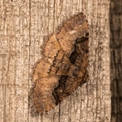 Aporoctena undescribed species (A Geometrid moth) at Melba, ACT - 20 Oct 2020 by kasiaaus