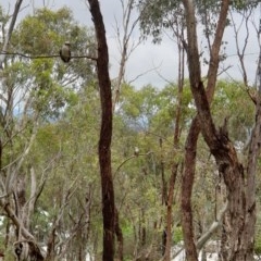 Dacelo novaeguineae (Laughing Kookaburra) at Albury - 23 Oct 2020 by ClaireSee