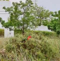 Alisterus scapularis (Australian King-Parrot) at Albury - 23 Oct 2020 by ClaireSee