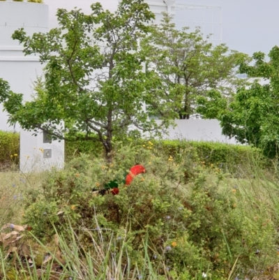 Alisterus scapularis (Australian King-Parrot) at West Albury, NSW - 23 Oct 2020 by ClaireSee