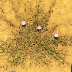 Convolvulus angustissimus subsp. angustissimus (Australian Bindweed) at Campbell Park Woodland - 22 Oct 2020 by LyndalT