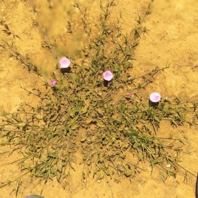 Convolvulus angustissimus subsp. angustissimus (Australian Bindweed) at Majura, ACT - 22 Oct 2020 by LyndalT