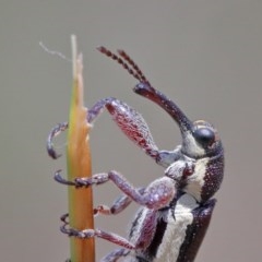 Rhinotia suturalis (Belid weevil) at O'Connor, ACT - 22 Oct 2020 by ConBoekel