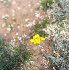 Goodenia pinnatifida (Scrambled Eggs) at Campbell Park Woodland - 22 Oct 2020 by LyndalT