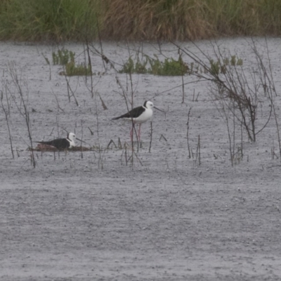 Himantopus leucocephalus (Pied Stilt) at Fyshwick, ACT - 24 Oct 2020 by rawshorty
