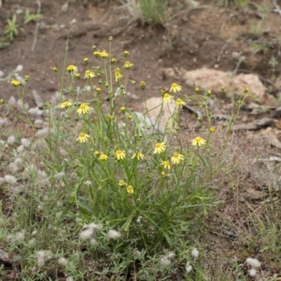 Senecio madagascariensis (Madagascan Fireweed, Fireweed) at Michelago, NSW - 24 Oct 2020 by Illilanga